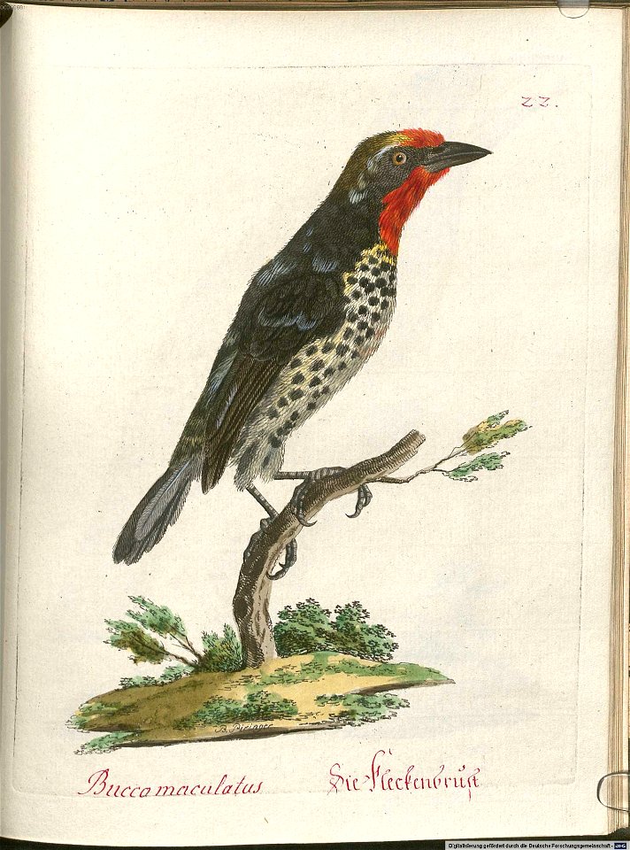 Beytrag zur Naturgeschichte der Vögel 5 Tafel 24