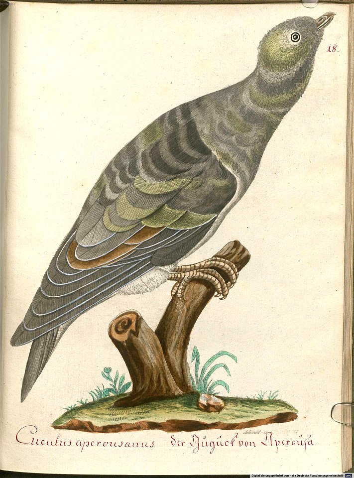 Beytrag zur Naturgeschichte der Vögel 6 Tafel 18