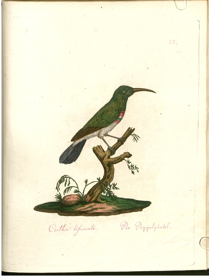 Beytrag zur Naturgeschichte der Vögel 3 Tafel 22