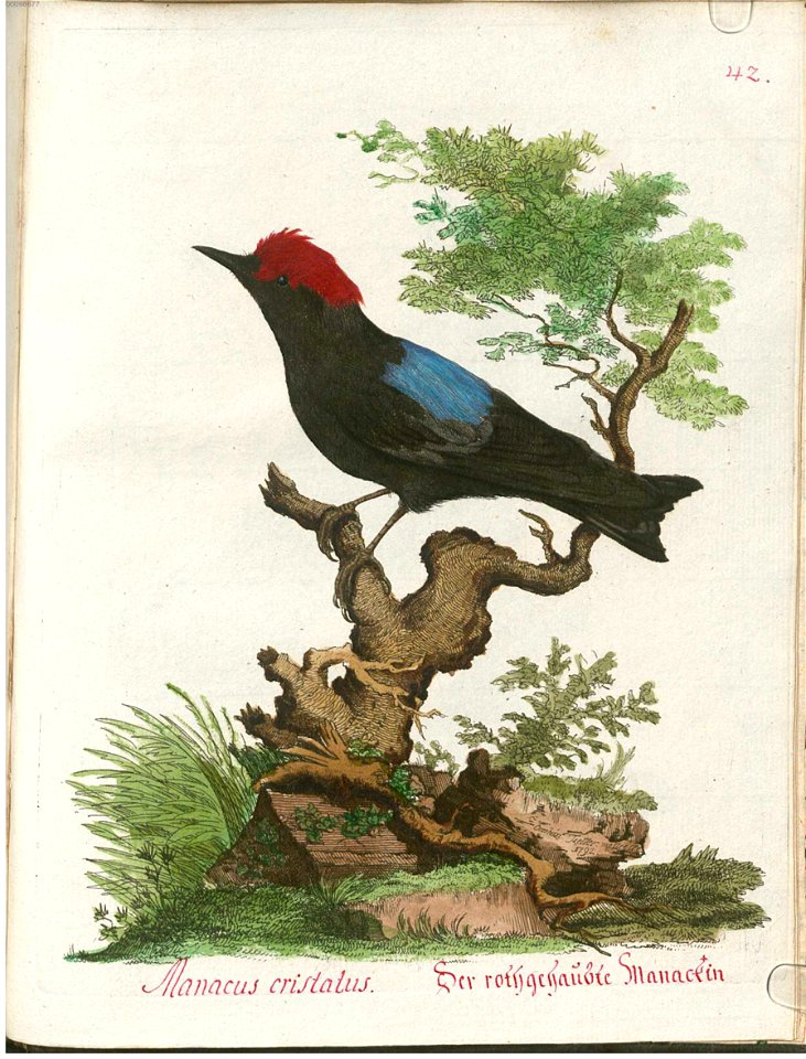 Beytrag zur Naturgeschichte der Vögel 4 Tafel 51