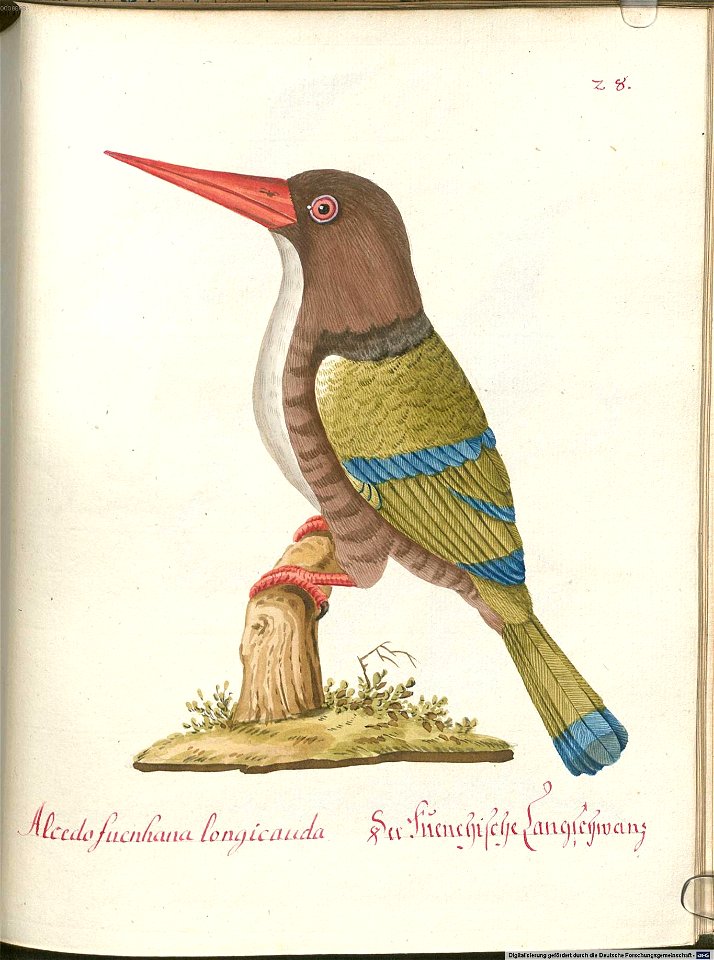 Beytrag zur Naturgeschichte der Vögel 5 Tafel 30