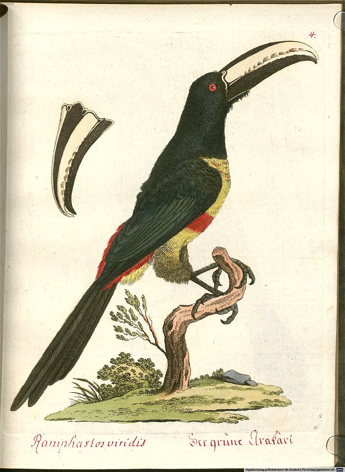 Beytrag zur Naturgeschichte der Vögel 5 Tafel 05