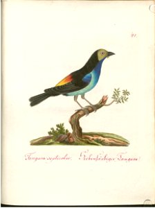 Beytrag zur Naturgeschichte der Vögel 1 Tafel 43