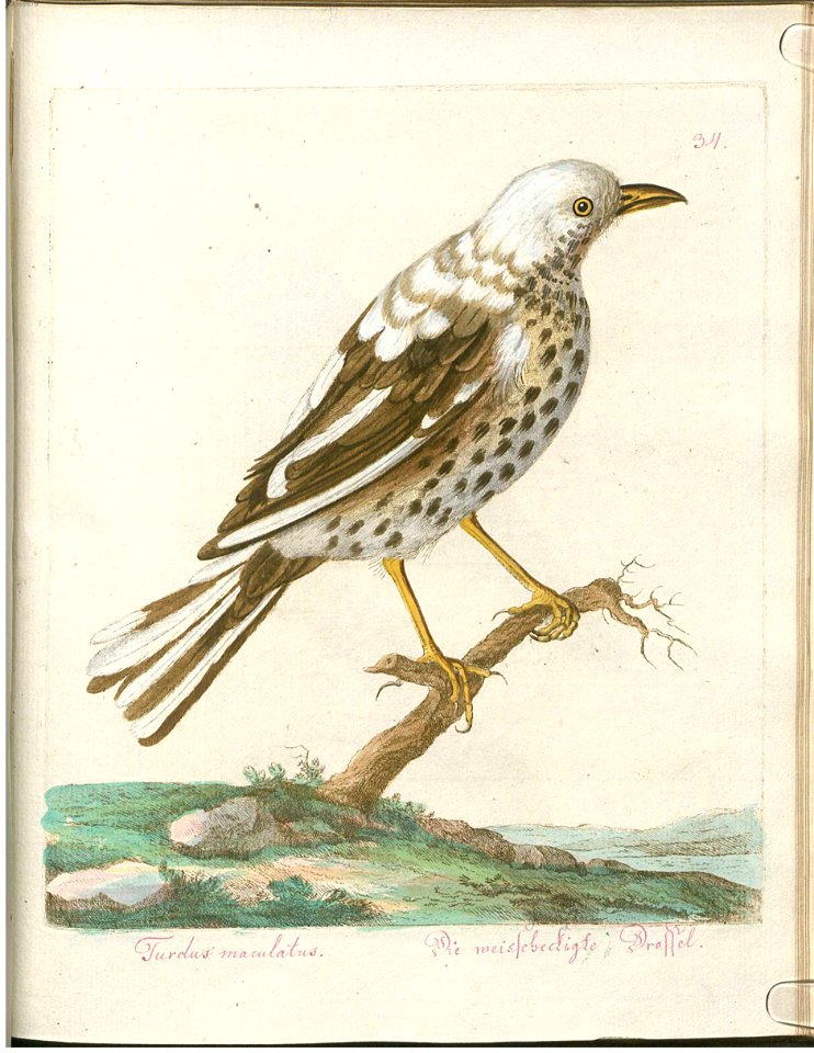 Beytrag zur Naturgeschichte der Vögel 3 Tafel 34