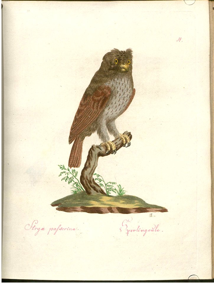 Beytrag zur Naturgeschichte der Vögel 2 Tafel 04