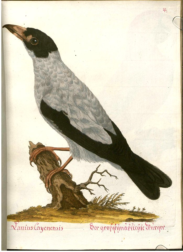 Beytrag zur Naturgeschichte der Vögel 4 Tafel 05