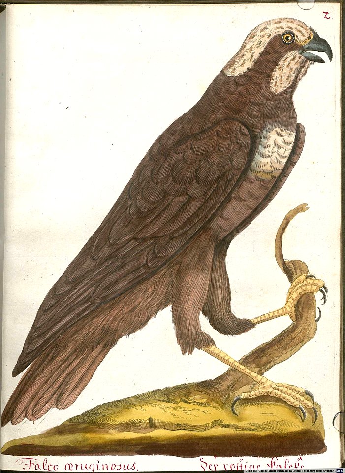 Beytrag zur Naturgeschichte der Vögel 6 Tafel 02