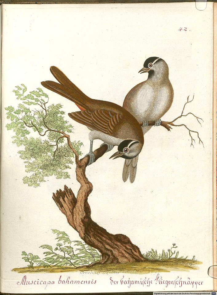 Beytrag zur Naturgeschichte der Vögel 6 Tafel 42