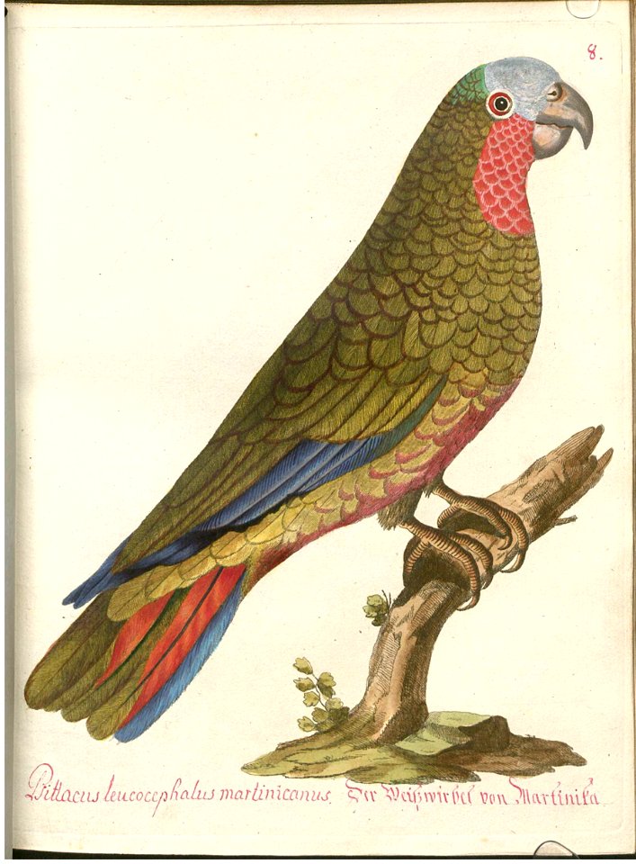 Beytrag zur Naturgeschichte der Vögel 4 Tafel 11