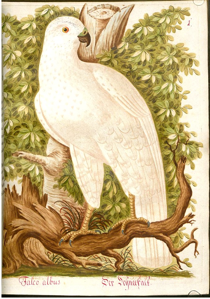 Beytrag zur Naturgeschichte der Vögel 4 Tafel 01