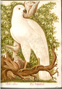 Beytrag zur Naturgeschichte der Vögel 4 Tafel 01