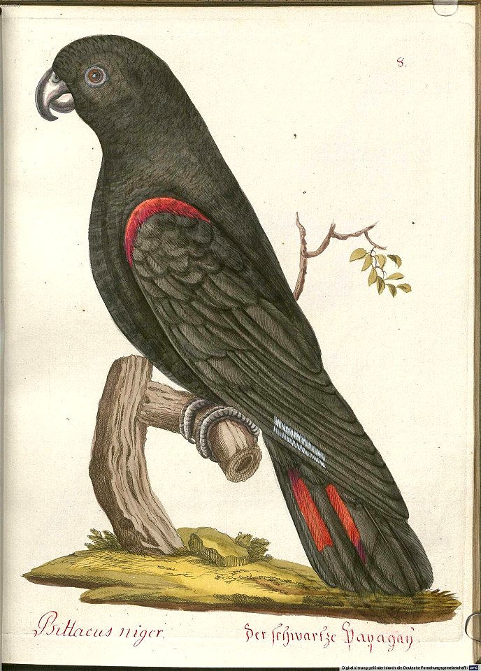 Beytrag zur Naturgeschichte der Vögel 6 Tafel 08