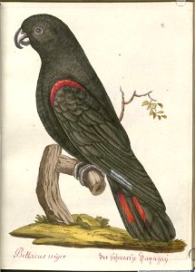 Beytrag zur Naturgeschichte der Vögel 6 Tafel 08