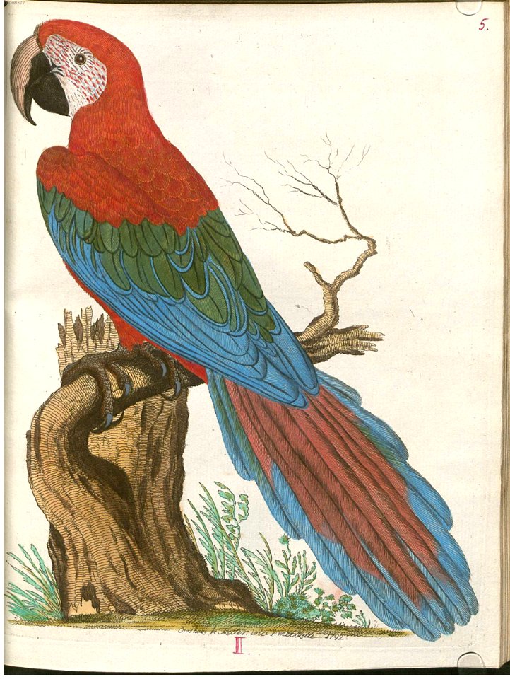 Beytrag zur Naturgeschichte der Vögel 4 Tafel 07