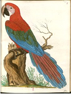 Beytrag zur Naturgeschichte der Vögel 4 Tafel 07