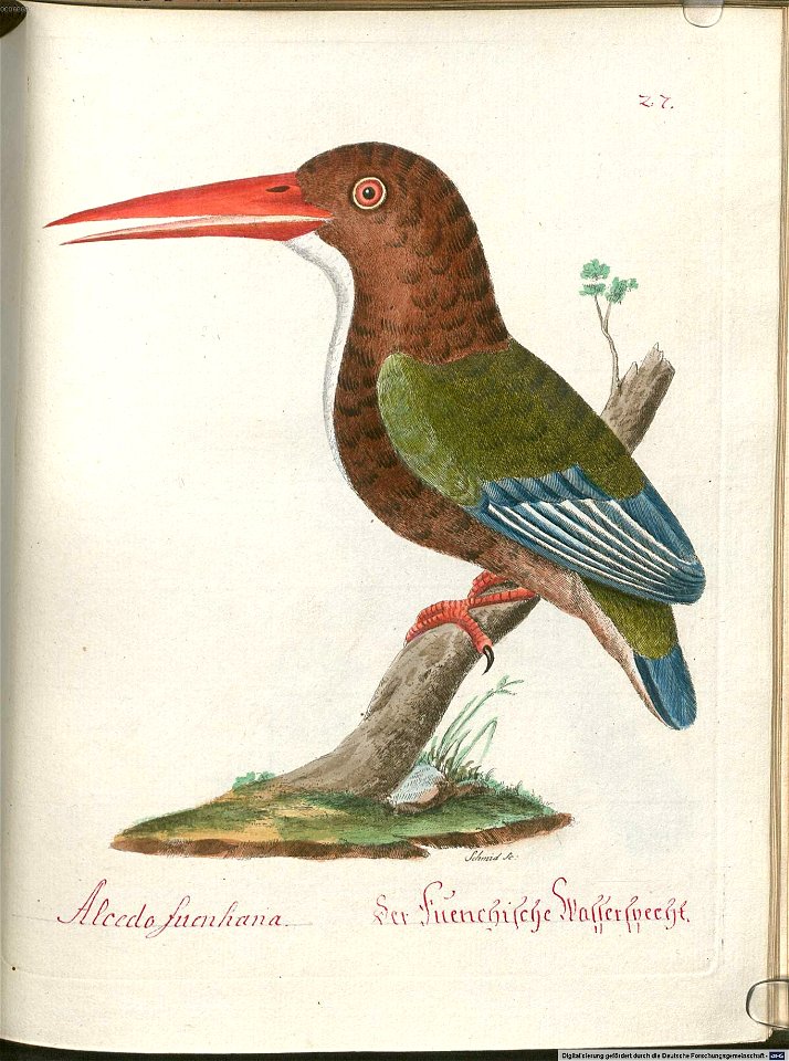 Beytrag zur Naturgeschichte der Vögel 5 Tafel 29