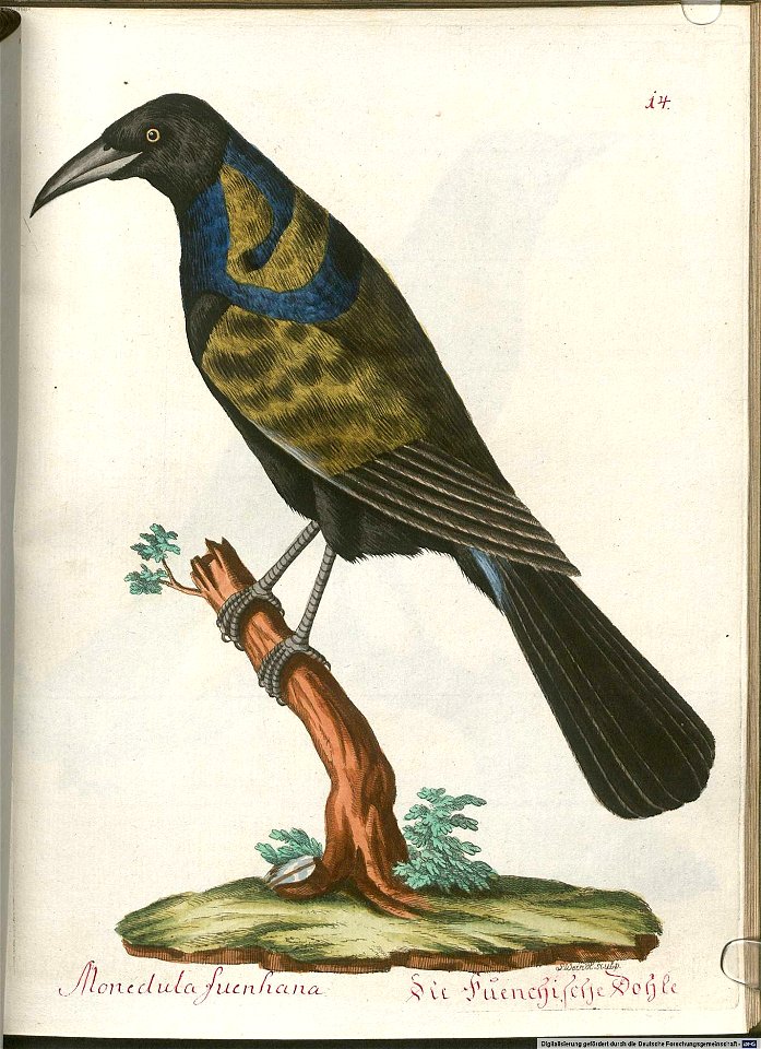 Beytrag zur Naturgeschichte der Vögel 6 Tafel 14