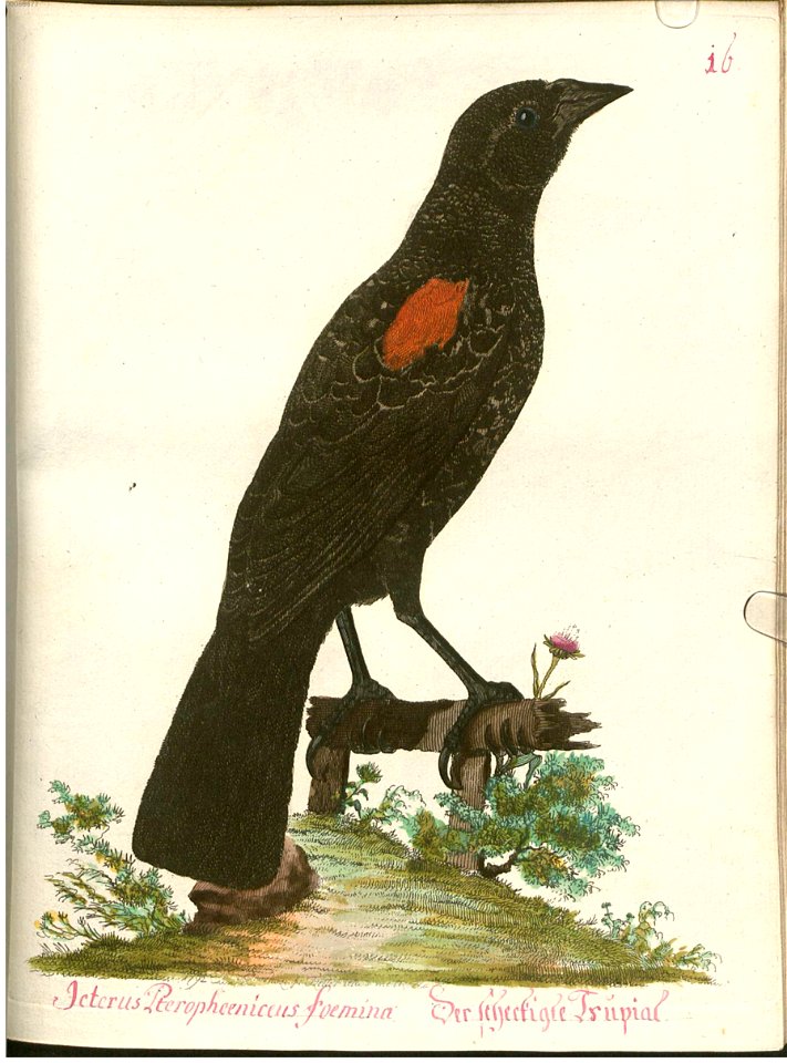 Beytrag zur Naturgeschichte der Vögel 4 Tafel 23