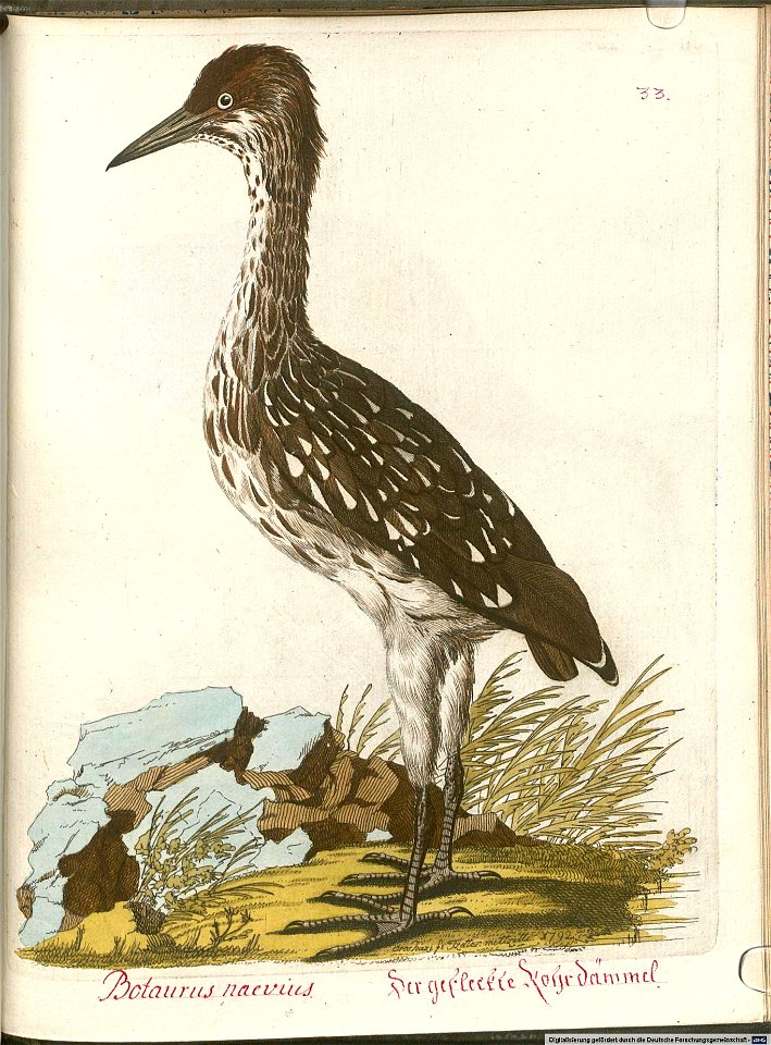Beytrag zur Naturgeschichte der Vögel 5 Tafel 35