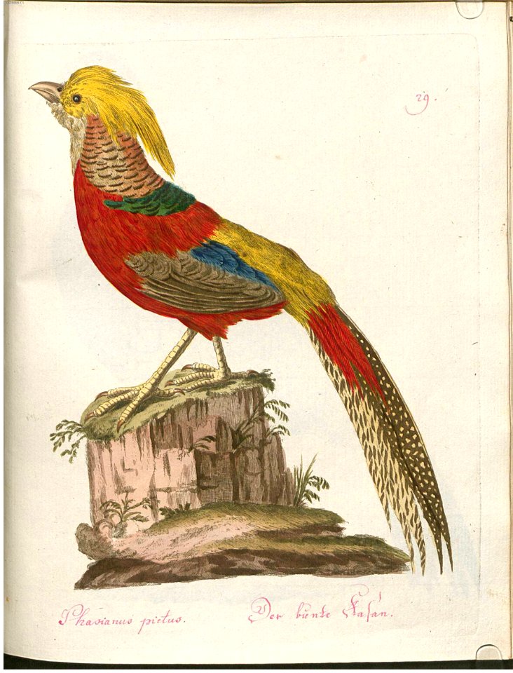 Beytrag zur Naturgeschichte der Vögel 2 Tafel 29