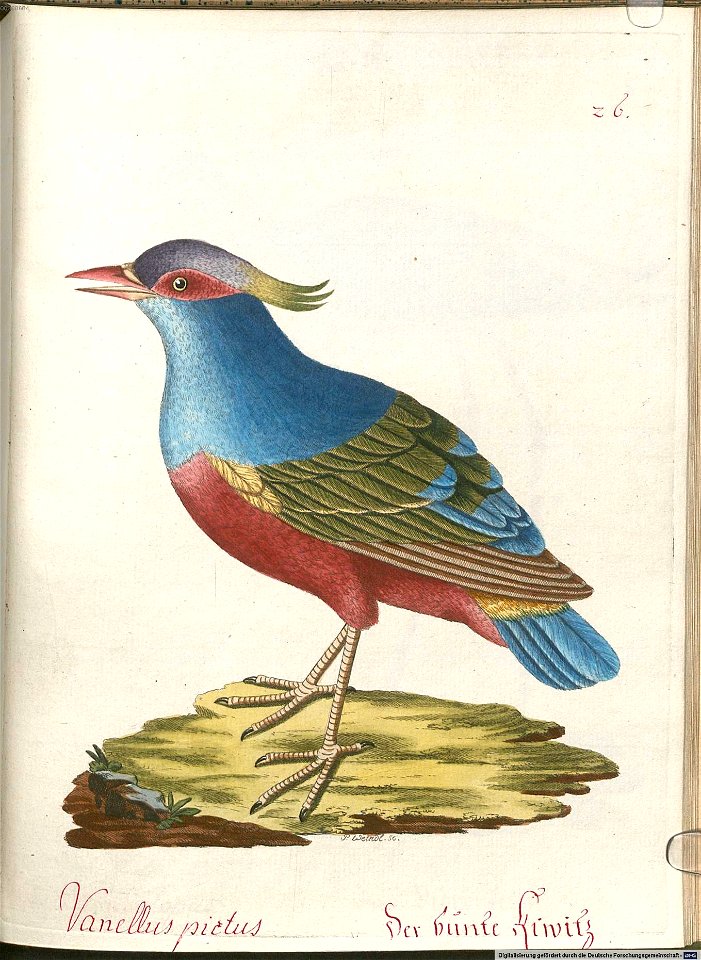 Beytrag zur Naturgeschichte der Vögel 6 Tafel 26