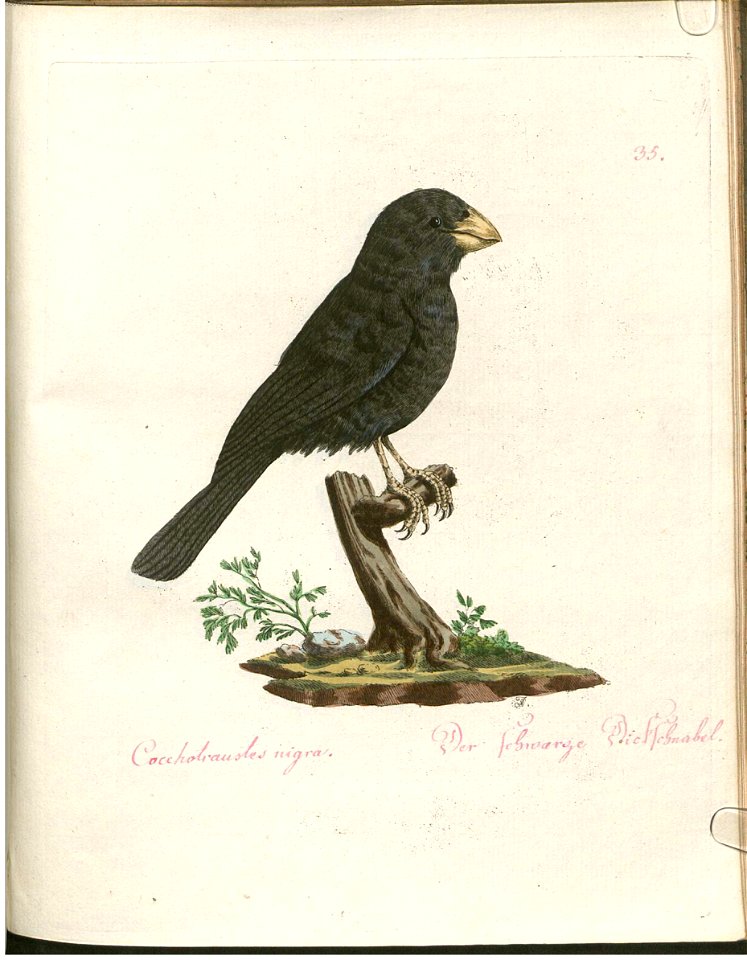 Beytrag zur Naturgeschichte der Vögel 2 Tafel 35