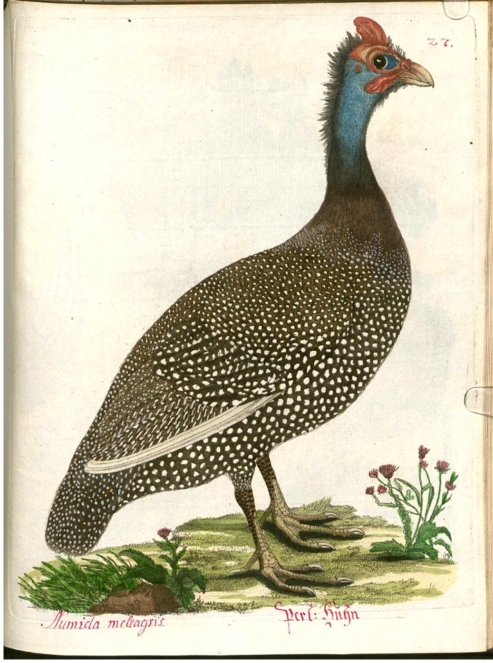 Beytrag zur Naturgeschichte der Vögel 4 Tafel 35