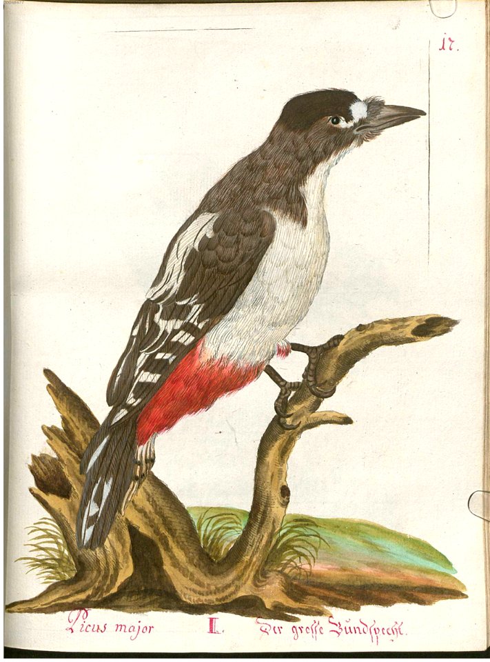 Beytrag zur Naturgeschichte der Vögel 4 Tafel 25
