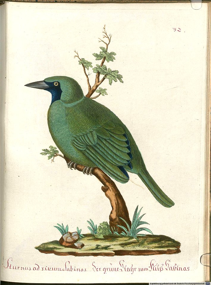 Beytrag zur Naturgeschichte der Vögel 6 Tafel 32