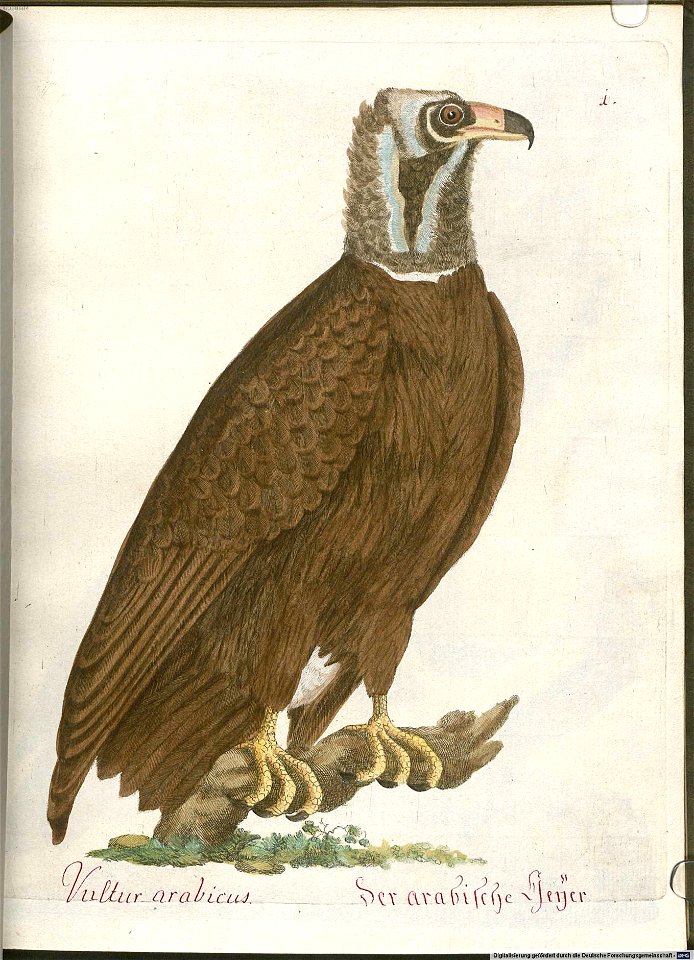 Beytrag zur Naturgeschichte der Vögel 6 Tafel 01