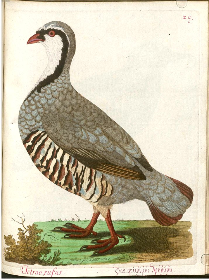 Beytrag zur Naturgeschichte der Vögel 4 Tafel 37