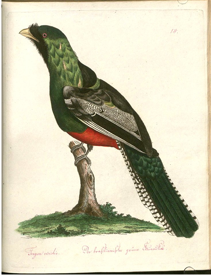 Beytrag zur Naturgeschichte der Vögel 3 Tafel 14