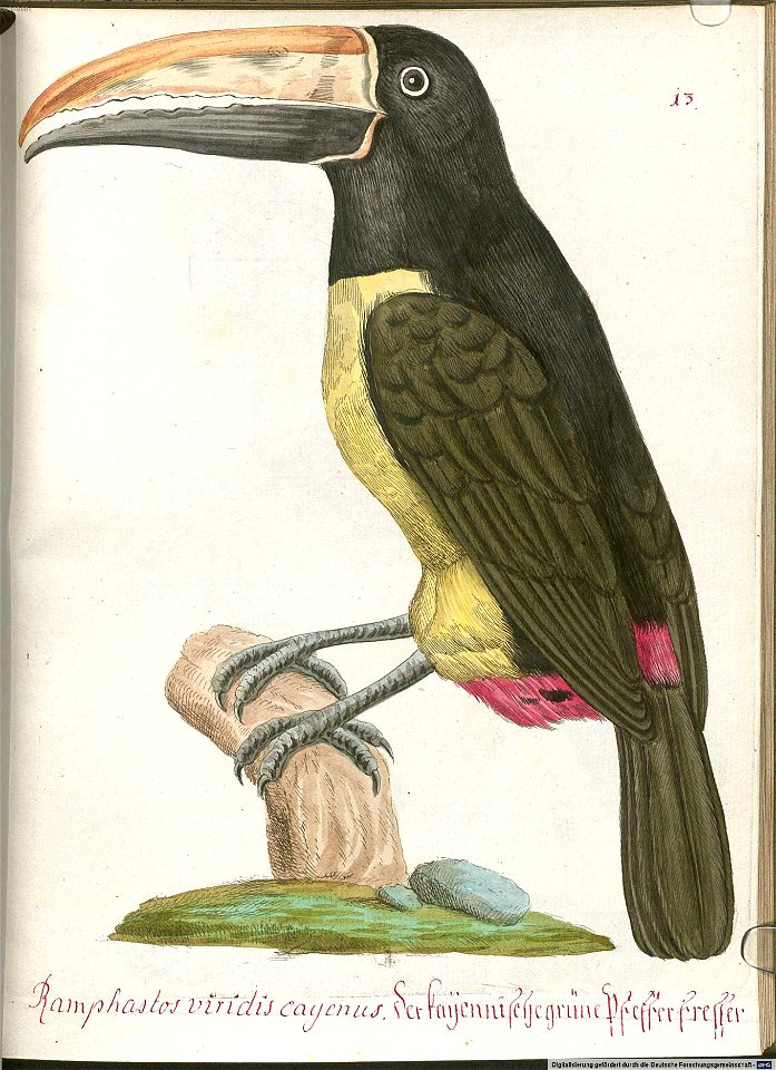 Beytrag zur Naturgeschichte der Vögel 6 Tafel 13