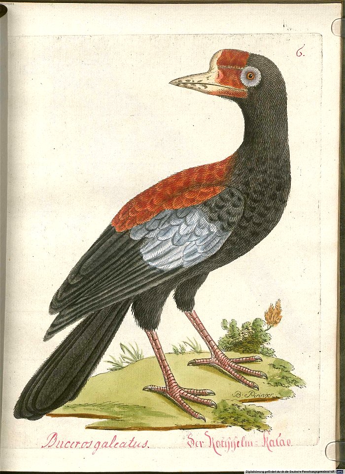 Beytrag zur Naturgeschichte der Vögel 5 Tafel 07