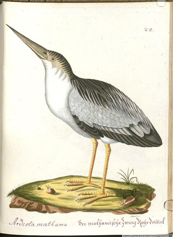 Beytrag zur Naturgeschichte der Vögel 6 Tafel 25