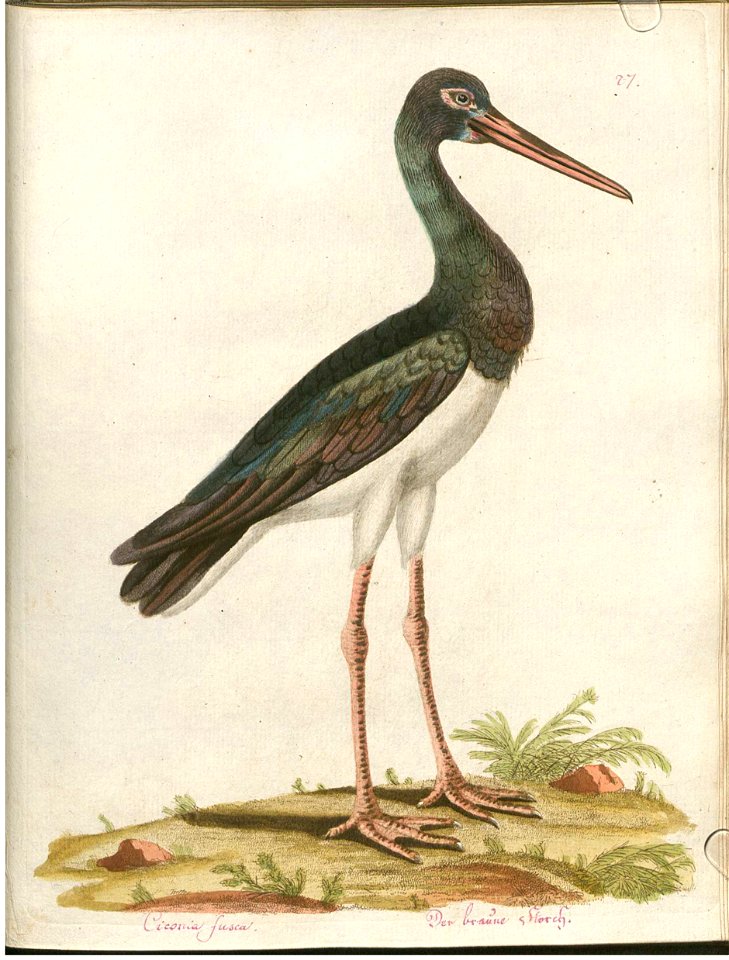 Beytrag zur Naturgeschichte der Vögel 3 Tafel 27