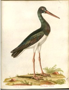 Beytrag zur Naturgeschichte der Vögel 3 Tafel 27