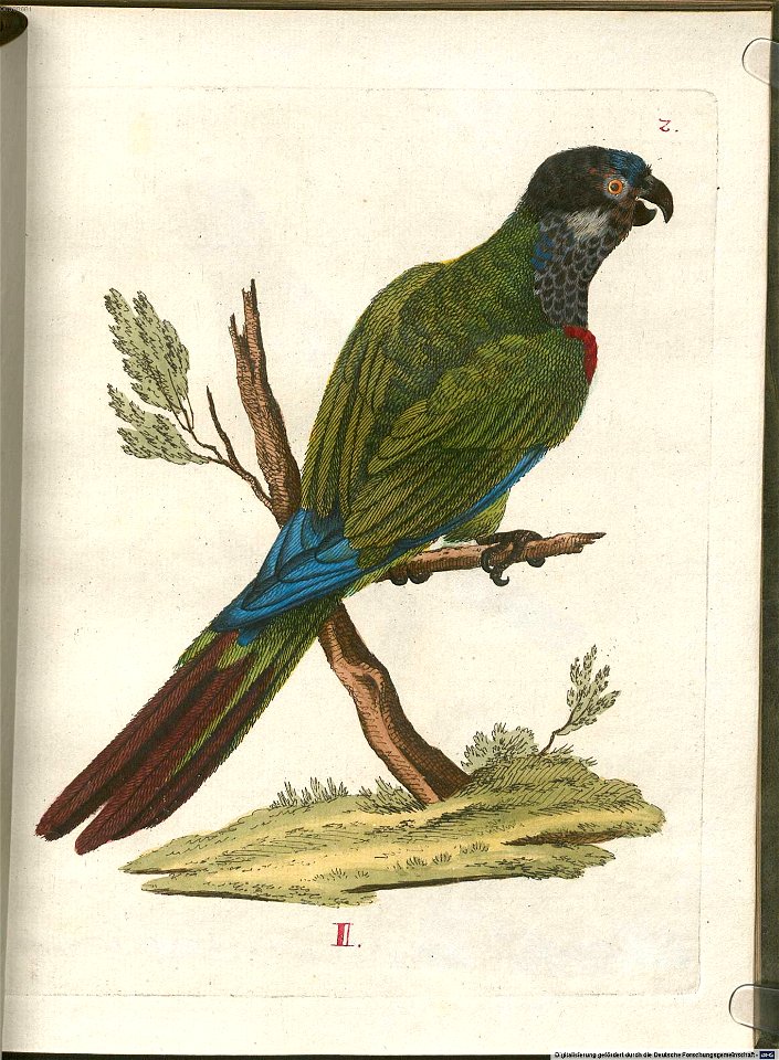 Beytrag zur Naturgeschichte der Vögel 5 Tafel 03