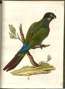 Beytrag zur Naturgeschichte der Vögel 5 Tafel 03