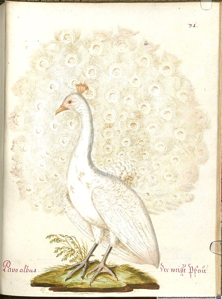 Beytrag zur Naturgeschichte der Vögel 6 Tafel 31