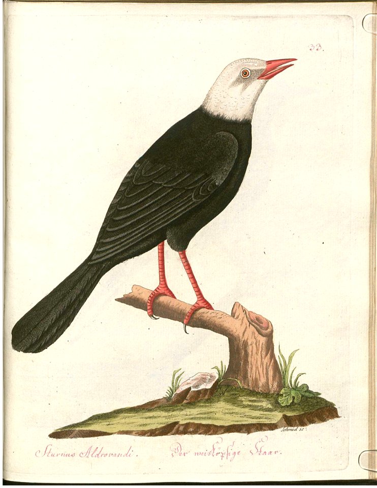 Beytrag zur Naturgeschichte der Vögel 3 Tafel 33
