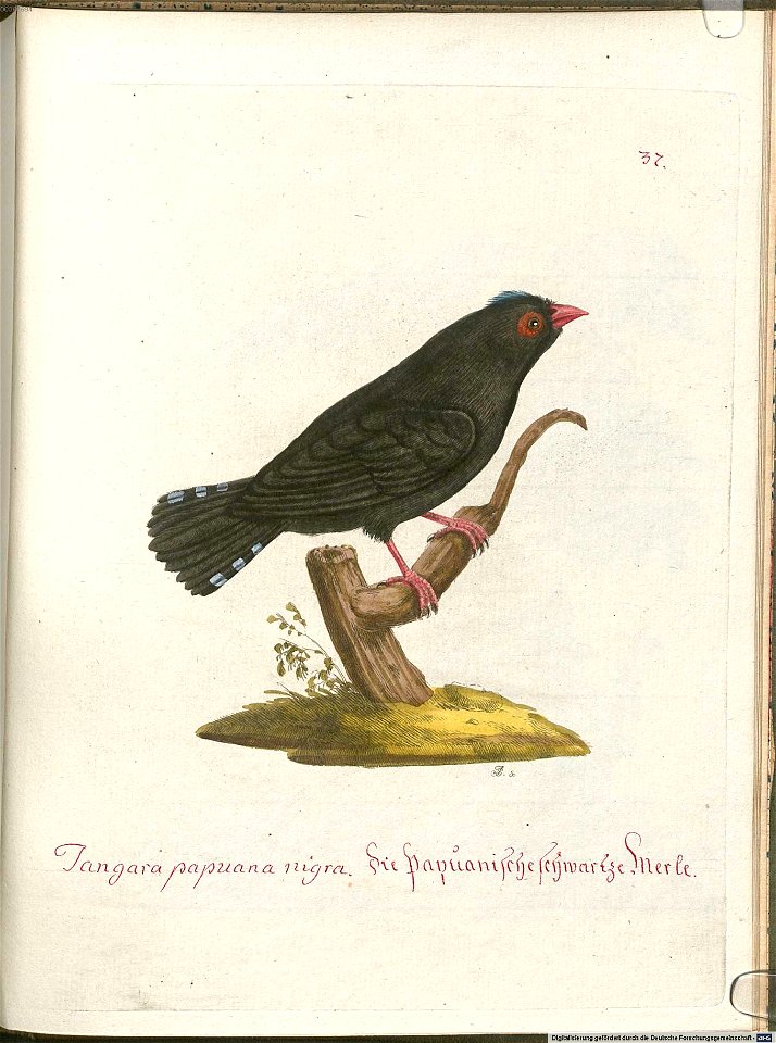 Beytrag zur Naturgeschichte der Vögel 6 Tafel 37