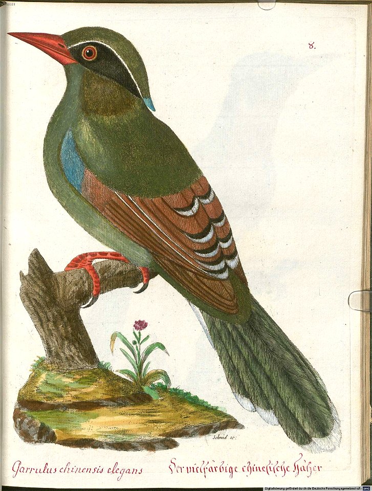 Beytrag zur Naturgeschichte der Vögel 5 Tafel 09