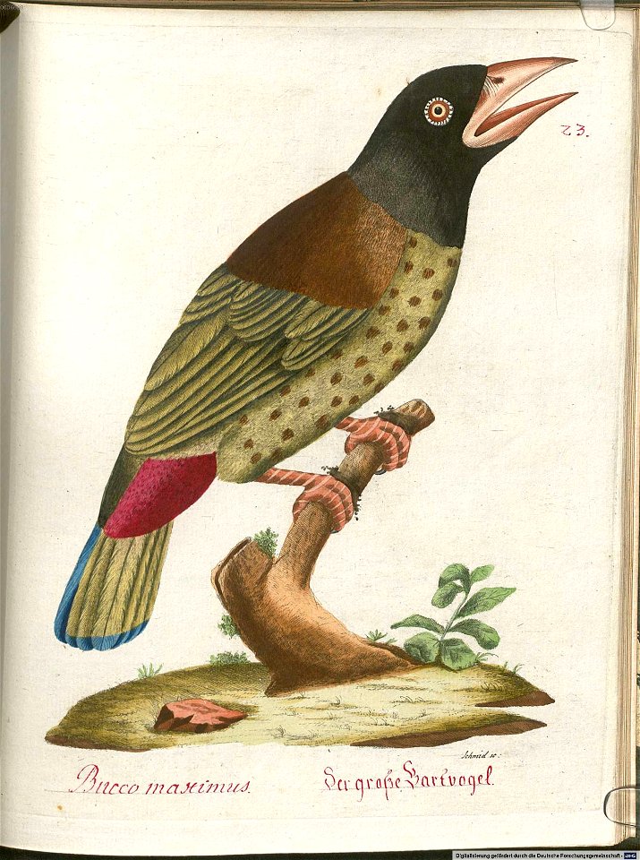 Beytrag zur Naturgeschichte der Vögel 5 Tafel 25