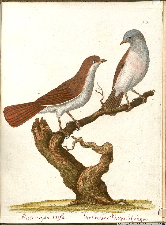 Beytrag zur Naturgeschichte der Vögel 6 Tafel 43