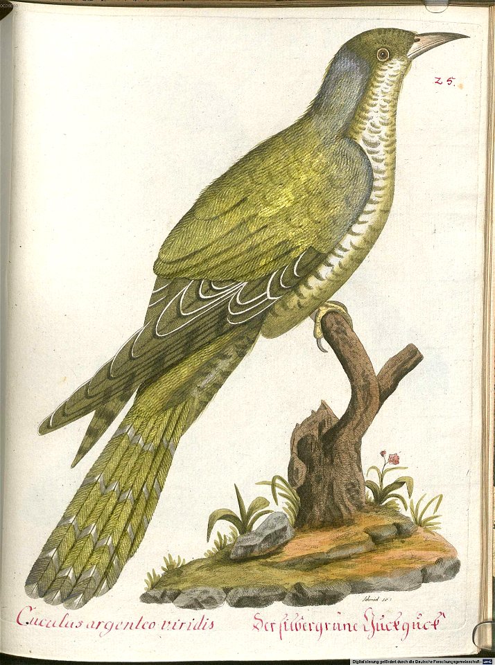 Beytrag zur Naturgeschichte der Vögel 5 Tafel 27