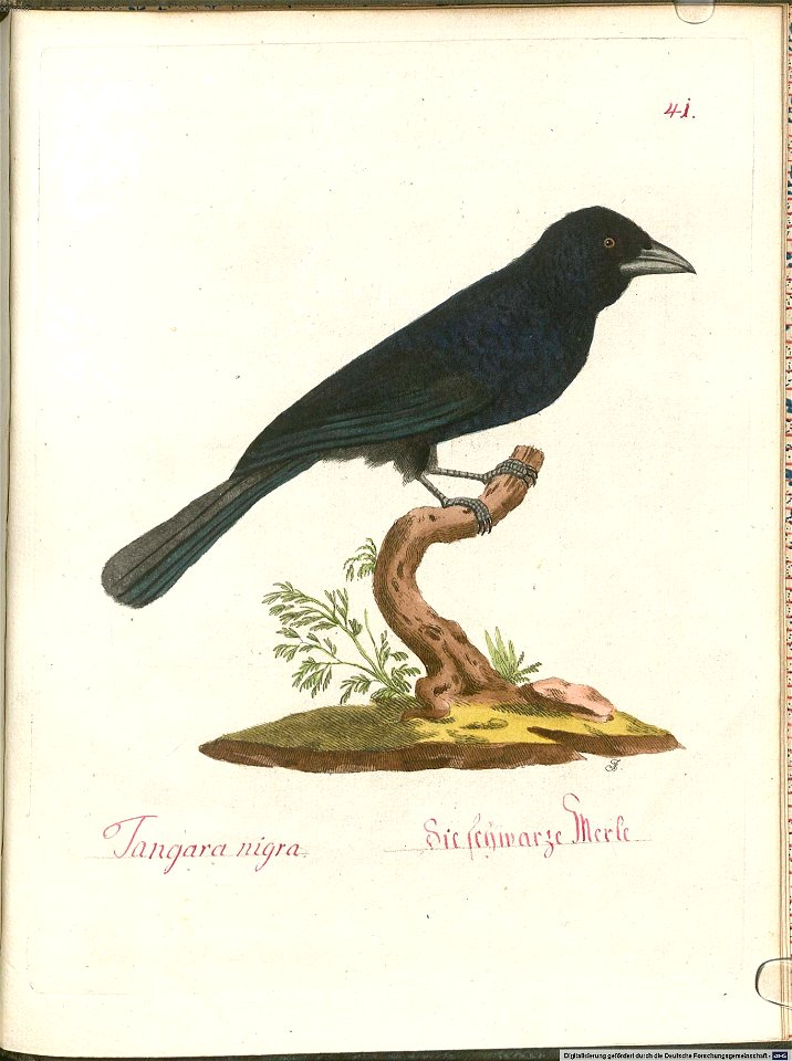 Beytrag zur Naturgeschichte der Vögel 5 Tafel 43