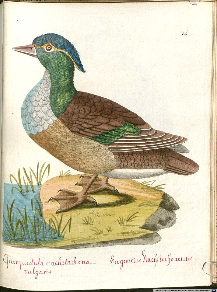 Beytrag zur Naturgeschichte der Vögel 5 Tafel 33