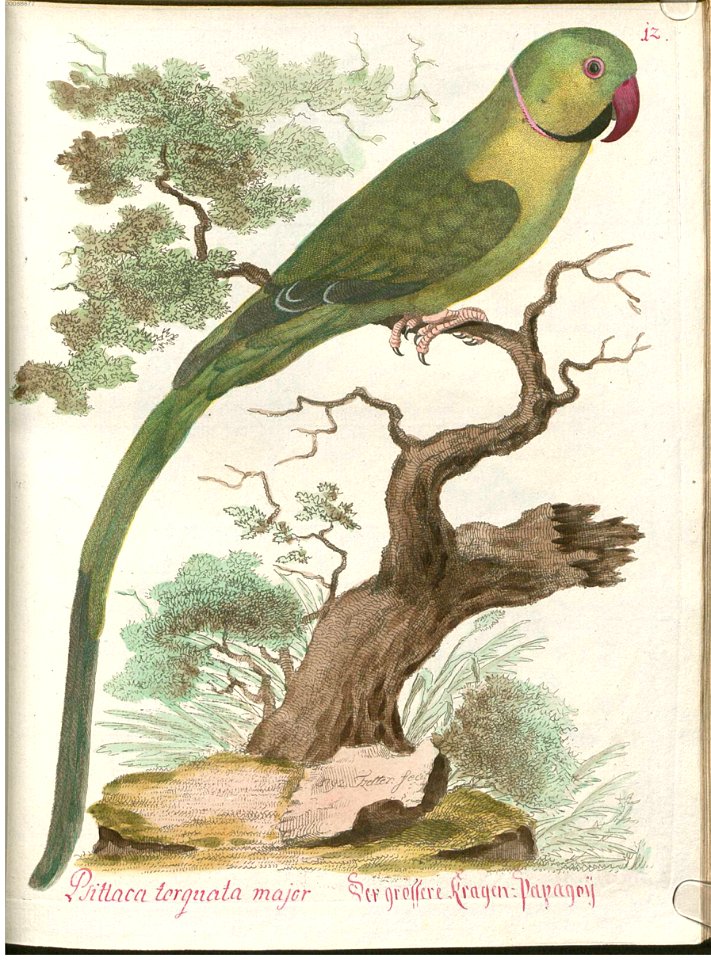 Beytrag zur Naturgeschichte der Vögel 4 Tafel 18