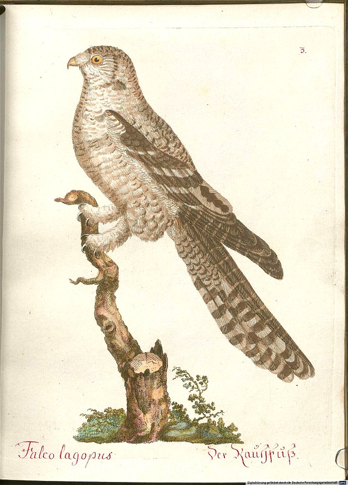 Beytrag zur Naturgeschichte der Vögel 6 Tafel 03